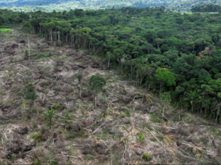 Ilustrasi deforestasi. Foto: Reuters/Ueslei Marcelino