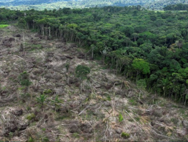 Ilustrasi deforestasi. Foto: Reuters/Ueslei Marcelino