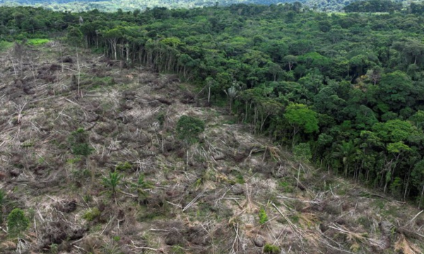 Ilustrasi deforestasi. Foto: Reuters/Ueslei Marcelino