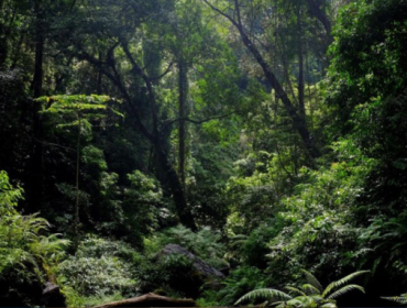 Ilustrasi hutan tropis. Foto: Ari Saputra