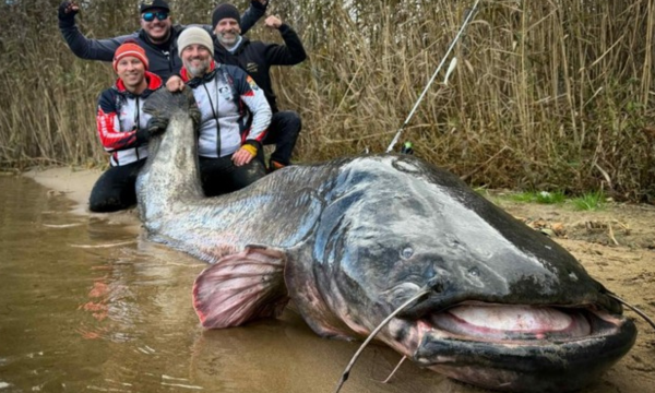 Lele sepanjang hampir 3 meter ditangkap di Polandia. Foto: TPVWorld