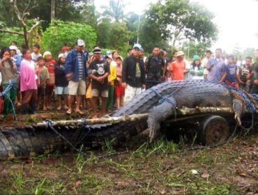 Lolong: Buaya Terbesar di Dunia yang Pernah Diukur Hidup Foto: Guinnessworldrecords