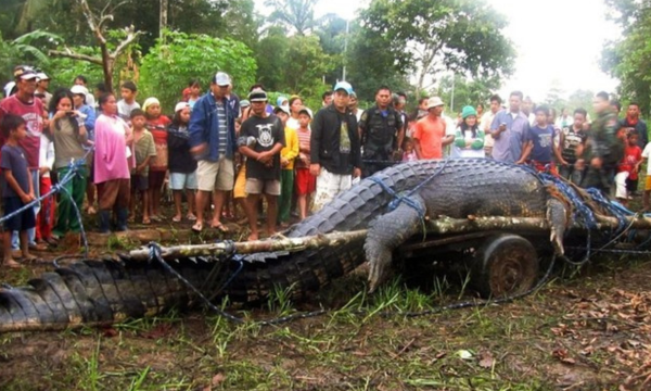 Lolong: Buaya Terbesar di Dunia yang Pernah Diukur Hidup Foto: Guinnessworldrecords