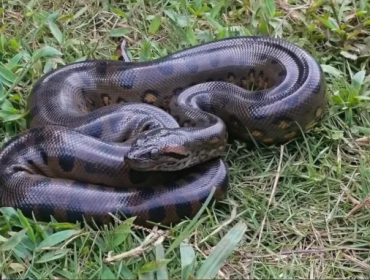 Terungkap! Anaconda Sudah Berukuran Raksasa Sejak 12 Juta Tahun Lalu Foto: Live Science