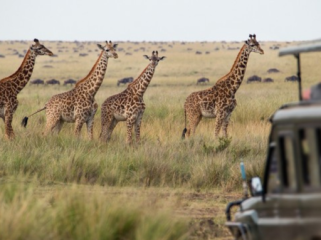 Foto: Getty Images/iStockphoto/mantaphoto