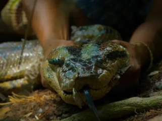 Video Detik-detik Penemuan Spesies Baru Anaconda Raksasa Amazon Foto: National Geographic