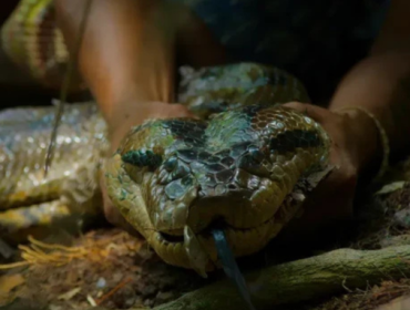 Video Detik-detik Penemuan Spesies Baru Anaconda Raksasa Amazon Foto: National Geographic