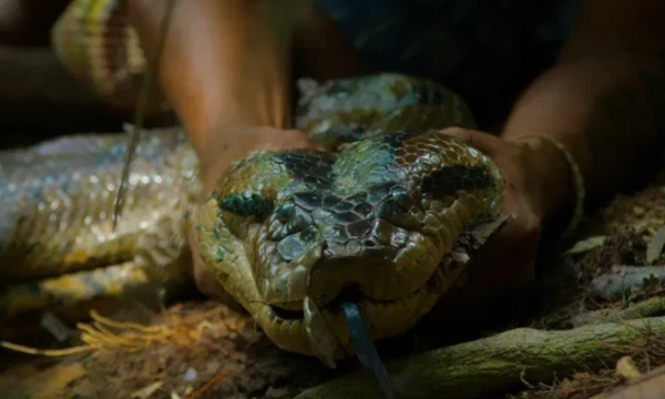 Video Detik-detik Penemuan Spesies Baru Anaconda Raksasa Amazon Foto: National Geographic