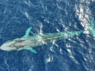 Tim peneliti berhasil memasang tag satelit di paus biru kerdil di Laut Sawu yang menunjukkan hewan ini bisa menjelajah sampai 2.000 km dalam sembilan hari. (Foto: Konservasi Indonesia)