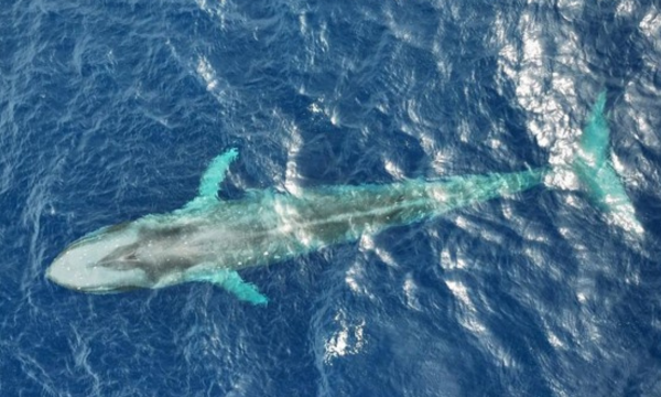 Tim peneliti berhasil memasang tag satelit di paus biru kerdil di Laut Sawu yang menunjukkan hewan ini bisa menjelajah sampai 2.000 km dalam sembilan hari. (Foto: Konservasi Indonesia)