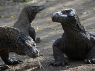 Ilustrasi. Indonesia meminjamkan komodo ke Jepang untuk program breeding loan. Sebagai imbalan, Jepang akan mengirimkan jerapah dan panda merah ke Indonesia. (Foto: AFP/ROMEO GACAD)