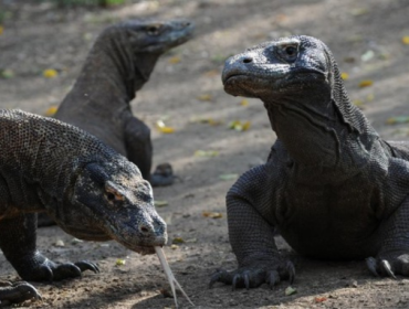 Ilustrasi. Indonesia meminjamkan komodo ke Jepang untuk program breeding loan. Sebagai imbalan, Jepang akan mengirimkan jerapah dan panda merah ke Indonesia. (Foto: AFP/ROMEO GACAD)
