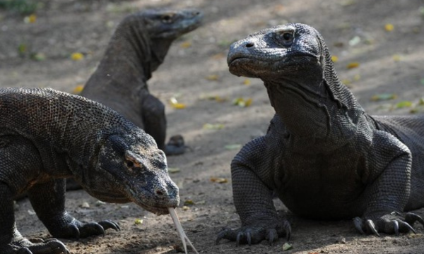 Ilustrasi. Indonesia meminjamkan komodo ke Jepang untuk program breeding loan. Sebagai imbalan, Jepang akan mengirimkan jerapah dan panda merah ke Indonesia. (Foto: AFP/ROMEO GACAD)