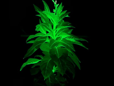 Tanaman hasil rekayasa genetik bisa menyala dalam gelap. (Foto: CGTN)