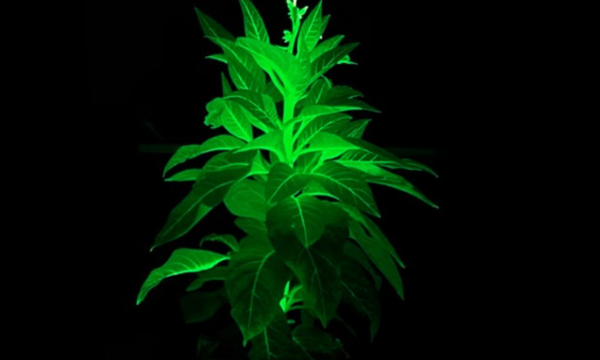 Tanaman hasil rekayasa genetik bisa menyala dalam gelap. (Foto: CGTN)