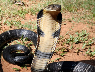 Foto: Michael Allen Smith/Wikimedia Commons/CC BY-SA 2.0