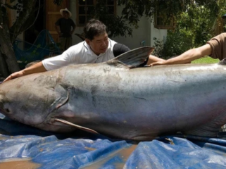 Ini lele terbesar yang pernah ditangkap di Sungai Mekong. (Foto: WWF)