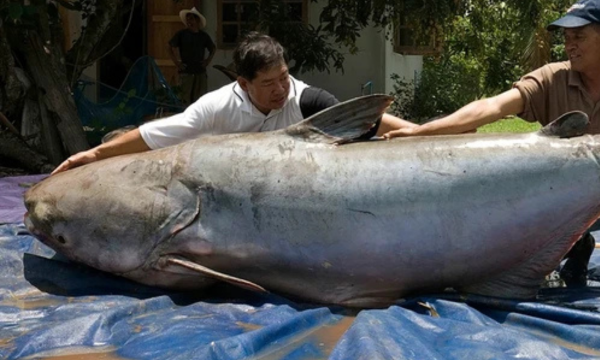 Ini lele terbesar yang pernah ditangkap di Sungai Mekong. (Foto: WWF)