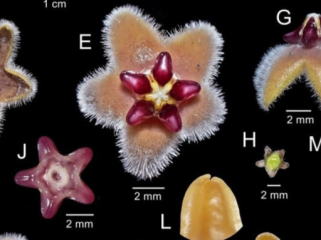 Peneliti Indonesia menemukan spesies baru, Hoya bukitrayaensis, di Gunung Bukit Raya, Kalimantan. Temuan ini menegaskan kekayaan hayati Indonesia. (Foto: Arsip Roland P.P Ahmad, Journal Telopea)
