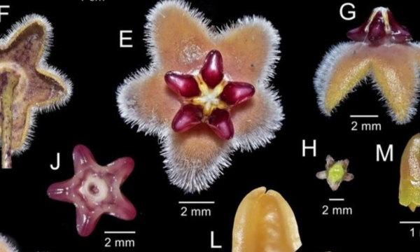 Peneliti Indonesia menemukan spesies baru, Hoya bukitrayaensis, di Gunung Bukit Raya, Kalimantan. Temuan ini menegaskan kekayaan hayati Indonesia. (Foto: Arsip Roland P.P Ahmad, Journal Telopea)
