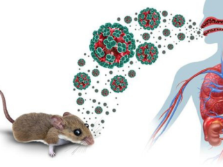 Ahli Mikrobiologi Unair Ungkap Karakteristik Hantavirus dan Cara Cegah
Pakar mikrobiologi klinik Fakultas Kedokteran (FK) Universitas Airlangga (Unair) Surabaya, Dr Agung Dwi Wahyu Widodo, mengingatkan masyarakat untuk meningkatkan kewaspadaan terhadap ancaman Hantavirus. (Foto: iStockphoto)