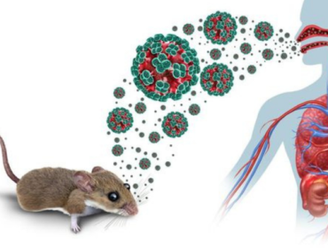 Ahli Mikrobiologi Unair Ungkap Karakteristik Hantavirus dan Cara Cegah
Pakar mikrobiologi klinik Fakultas Kedokteran (FK) Universitas Airlangga (Unair) Surabaya, Dr Agung Dwi Wahyu Widodo, mengingatkan masyarakat untuk meningkatkan kewaspadaan terhadap ancaman Hantavirus. (Foto: iStockphoto)