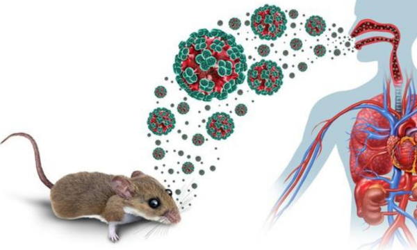 Ahli Mikrobiologi Unair Ungkap Karakteristik Hantavirus dan Cara Cegah
Pakar mikrobiologi klinik Fakultas Kedokteran (FK) Universitas Airlangga (Unair) Surabaya, Dr Agung Dwi Wahyu Widodo, mengingatkan masyarakat untuk meningkatkan kewaspadaan terhadap ancaman Hantavirus. (Foto: iStockphoto)