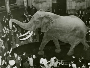 Henry adalah gajah terbesar di dunia yang pernah tercatat. Dia memiliki tinggi 4 meter dan beratnya mencapai 11 ton. Angka ini sangat fantastis, apalagi jika dibandingkan dengan T. Rex. (Foto: Smithsonian Institution/Flickr)