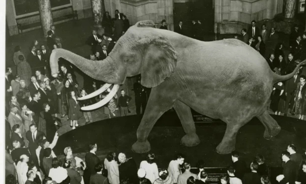 Henry adalah gajah terbesar di dunia yang pernah tercatat. Dia memiliki tinggi 4 meter dan beratnya mencapai 11 ton. Angka ini sangat fantastis, apalagi jika dibandingkan dengan T. Rex. (Foto: Smithsonian Institution/Flickr)