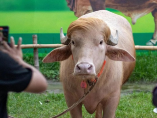 Kerbau Albino 'Donald Trump' Batal Jadi Hewan Kurban Usai Viral (Foto: Polymarket)