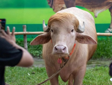 Kerbau Albino 'Donald Trump' Batal Jadi Hewan Kurban Usai Viral (Foto: Polymarket)