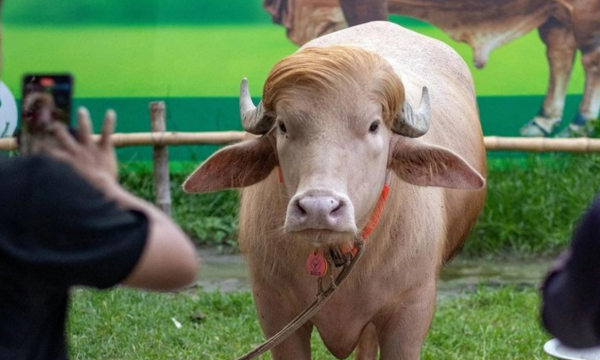Kerbau Albino 'Donald Trump' Batal Jadi Hewan Kurban Usai Viral (Foto: Polymarket)