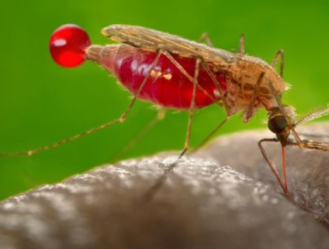 Ilustrasi. Jangan khawatir, penularan malaria knowlesi atau malaria monyet tidak dapat terjadi antarmanusia. (Foto: Pixabay/skeeze)