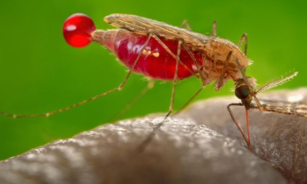Ilustrasi. Jangan khawatir, penularan malaria knowlesi atau malaria monyet tidak dapat terjadi antarmanusia. (Foto: Pixabay/skeeze)