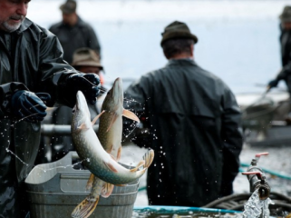 Australia Kebanjiran Ikan Mas, Warga Diajak Menyantapnya
Ikan mas. (Foto: REUTERS/David W Cerny)