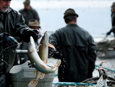Australia Kebanjiran Ikan Mas, Warga Diajak Menyantapnya
Ikan mas. (Foto: REUTERS/David W Cerny)