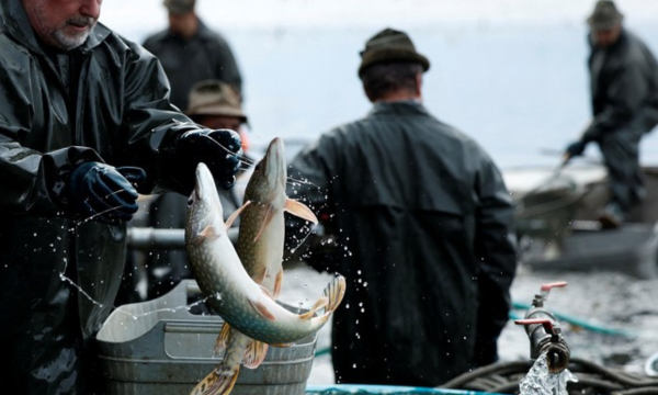 Australia Kebanjiran Ikan Mas, Warga Diajak Menyantapnya
Ikan mas. (Foto: REUTERS/David W Cerny)