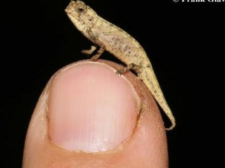 Bunglon Terkecil Dunia Ditemukan, Anehnya Genitalnya Super. Besar Brookesia nana. (Foto: Frank Glaw)