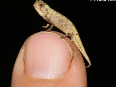 Bunglon Terkecil Dunia Ditemukan, Anehnya Genitalnya Super. Besar Brookesia nana. (Foto: Frank Glaw)