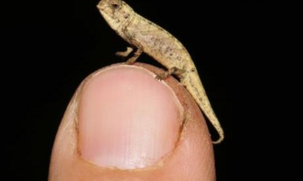 Bunglon Terkecil Dunia Ditemukan, Anehnya Genitalnya Super. Besar Brookesia nana. (Foto: Frank Glaw)