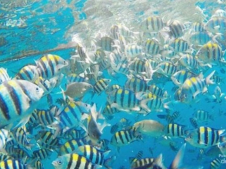 China Klaim Ada 'Ikan Mata-mata' yang Pantau Perairannya
Ilustrasi ikan di laut (Foto: detik)
