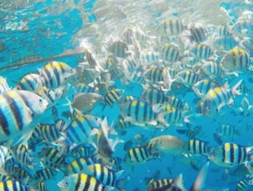 China Klaim Ada 'Ikan Mata-mata' yang Pantau Perairannya
Ilustrasi ikan di laut (Foto: detik)
