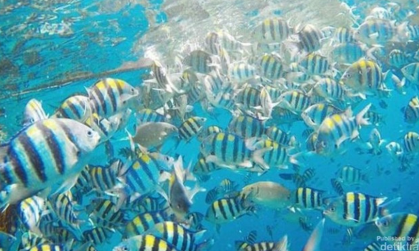 China Klaim Ada 'Ikan Mata-mata' yang Pantau Perairannya
Ilustrasi ikan di laut (Foto: detik)
