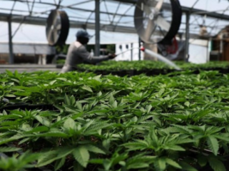 Di balik kontroversi mengenai status ganja di Indonesia, ada fakta yang jarang 
terungkap, yakni terkait dampaknya ke kelangsungan iklim dunia. (Foto: 
REUTERS/SHANNON STAPLETON)
