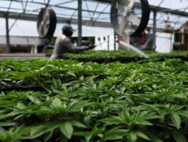 Di balik kontroversi mengenai status ganja di Indonesia, ada fakta yang jarang 
terungkap, yakni terkait dampaknya ke kelangsungan iklim dunia. (Foto: 
REUTERS/SHANNON STAPLETON)

