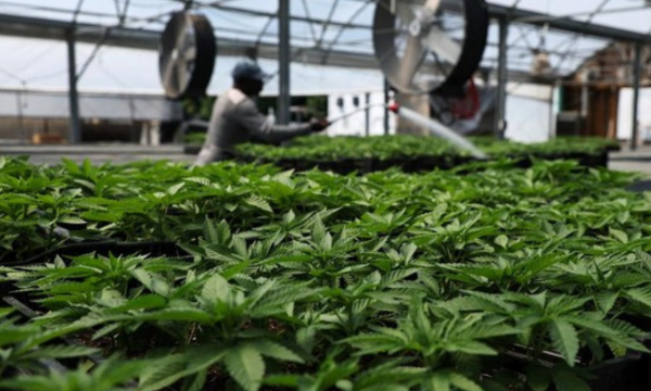 Di balik kontroversi mengenai status ganja di Indonesia, ada fakta yang jarang 
terungkap, yakni terkait dampaknya ke kelangsungan iklim dunia. (Foto: 
REUTERS/SHANNON STAPLETON)
