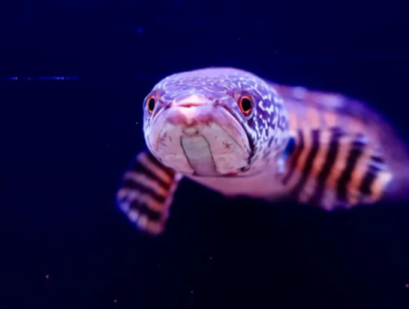 Foto: Discover Wildlife