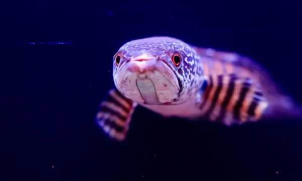 Foto: Discover Wildlife
