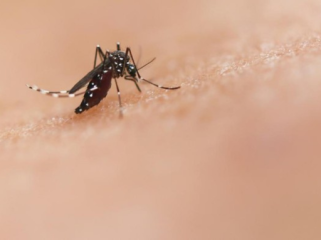 Ilustrasi nyamuk. (Foto: National Institute of Allergy and Infectious 
Diseases/Unsplash)
