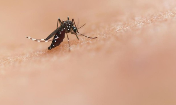 Ilustrasi nyamuk. (Foto: National Institute of Allergy and Infectious 
Diseases/Unsplash)
